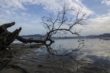 Ölü ağaç kurumuş sahilde suyla kaplanmış. 