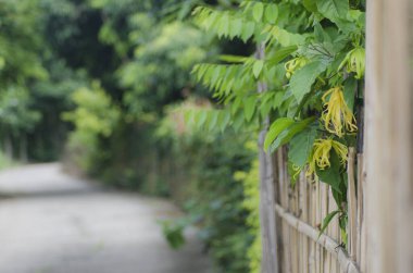 Bambu çit ve beyaz çiçek bahçesi 