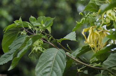 yeşil laef ve bahçe ağacı rahatla ve tazele