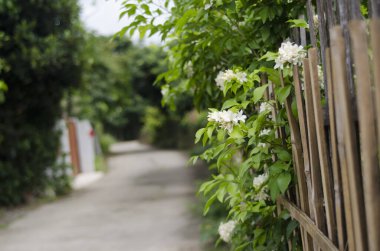 yeşil laef ve bahçe ağacı rahatla ve tazele