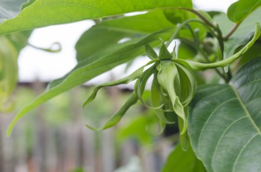 yeşil laef ve bahçe ağacı rahatla ve tazele