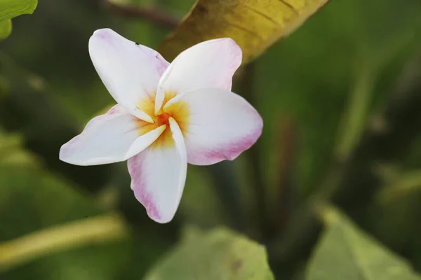 Plumeria Květina Pozadí Parku Bueaty Relaxační Zahrada — Stock fotografie