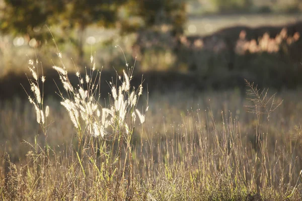 Gras Eingereicht Contry Seite Und Sonnenuntergang Licht Medow — Stockfoto