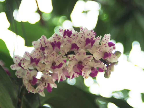 Orchidee Bloeien Goede Kleine Violette Olifant Orchidee Met Punt — Stockfoto