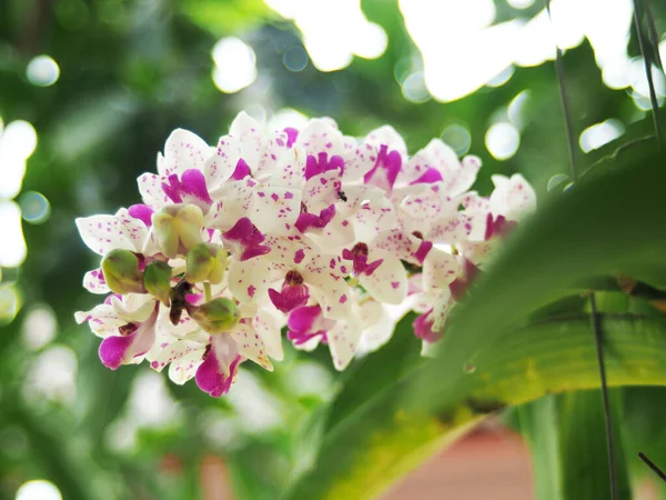 Floraison Orchidée Bonne Petite Orchidée Violette Éléphant Avec Point — Photo