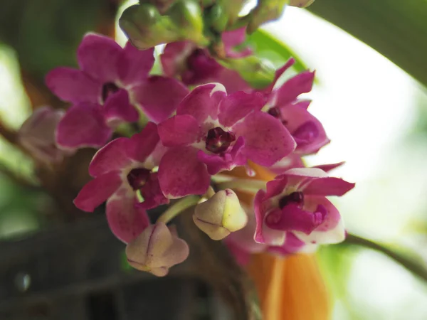 Floraison Orchidée Bonne Petite Orchidée Violette Éléphant Avec Point — Photo