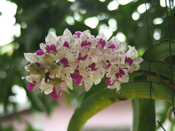 开花结果的兰花和尖尖的紫红色小象兰花 — 图库照片