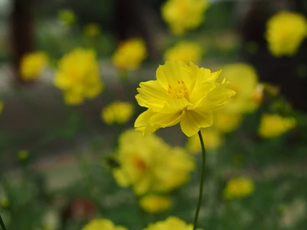 Mariglod Folwer Amarelo Florescendo Dia Freshing Jardim Com Glod Segunda — Fotografia de Stock