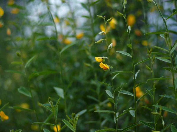 Flor Cáñamo Soleado Fondo Verde Creciendo Bueatyfull Lado — Foto de Stock