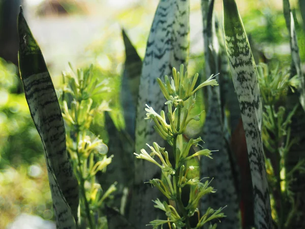 Sansevieria Trifasciata yağmur çiçeği büyüyüp yerel bahçede çiçek açıyor. 