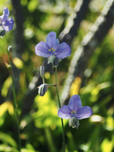 Blu Fiore Dolce Depositato Dargon Cresta Fiore Murdannia — Foto Stock