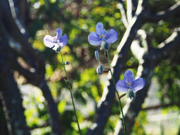 blue sweet flower on filed dargon crest flower Murdannia