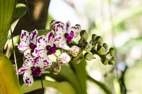 Floraison Orchidées Fraîcheur Smail — Photo