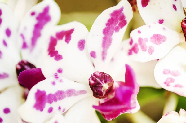 Floraison Orchidées Fraîcheur Smail — Photo