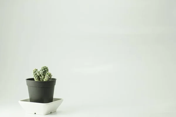 Cactus Isolate Cactus Case Colorfull Small Plant — Stock Photo, Image