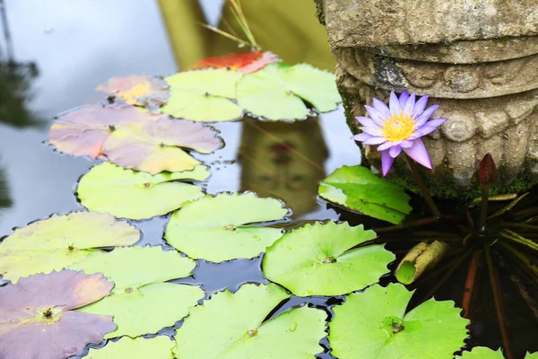 Nénuphar Fleur Lotus Sur Miroir Bouddha — Photo