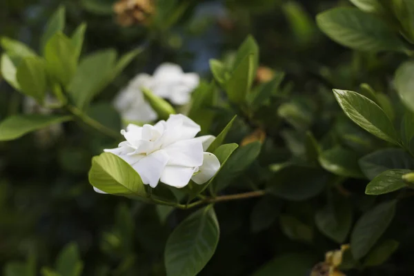 白花园艺花和茉莉花绿叶鲜活 — 图库照片