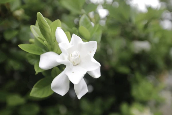Λευκό Λουλούδι Γαρδένια Και Γιασεμί Πράσινο Φύλλο Φρέσκο — Φωτογραφία Αρχείου