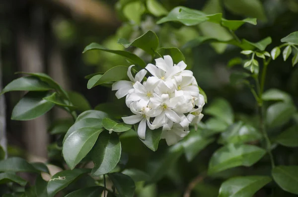 white flower gardenia and jusmine green leaf fresh
