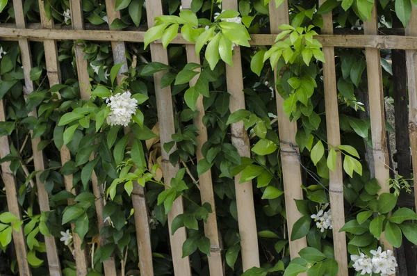 bamboo fence and white flower green garden