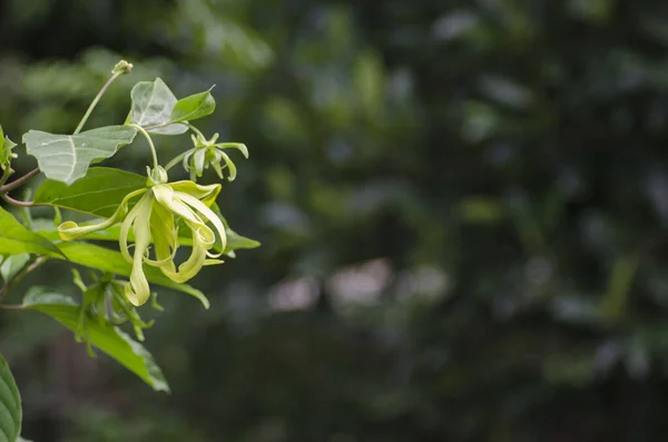 Бамбуковый Забор Белый Цветок Зеленый Сад — стоковое фото