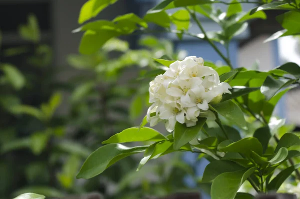 白花园艺花和茉莉花绿叶鲜活 — 图库照片