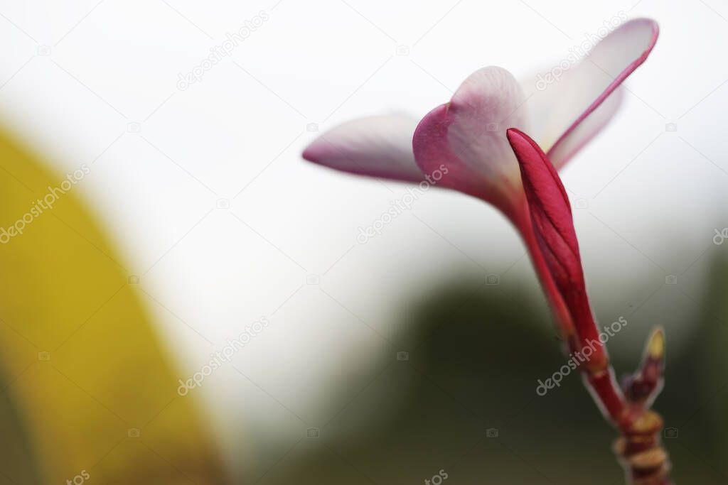 plumeria flower on park background bueaty and relax garden 