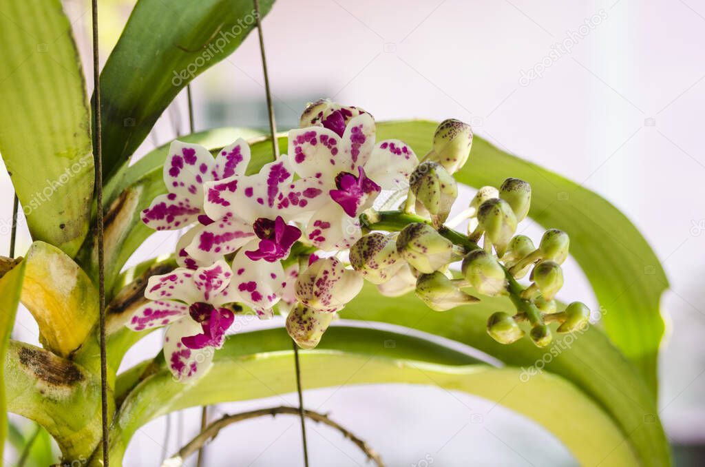 orchid blooming and smail freshness 