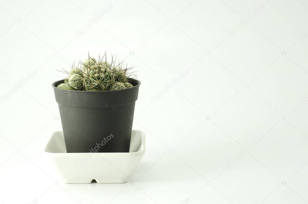 cactus small house plant in room 