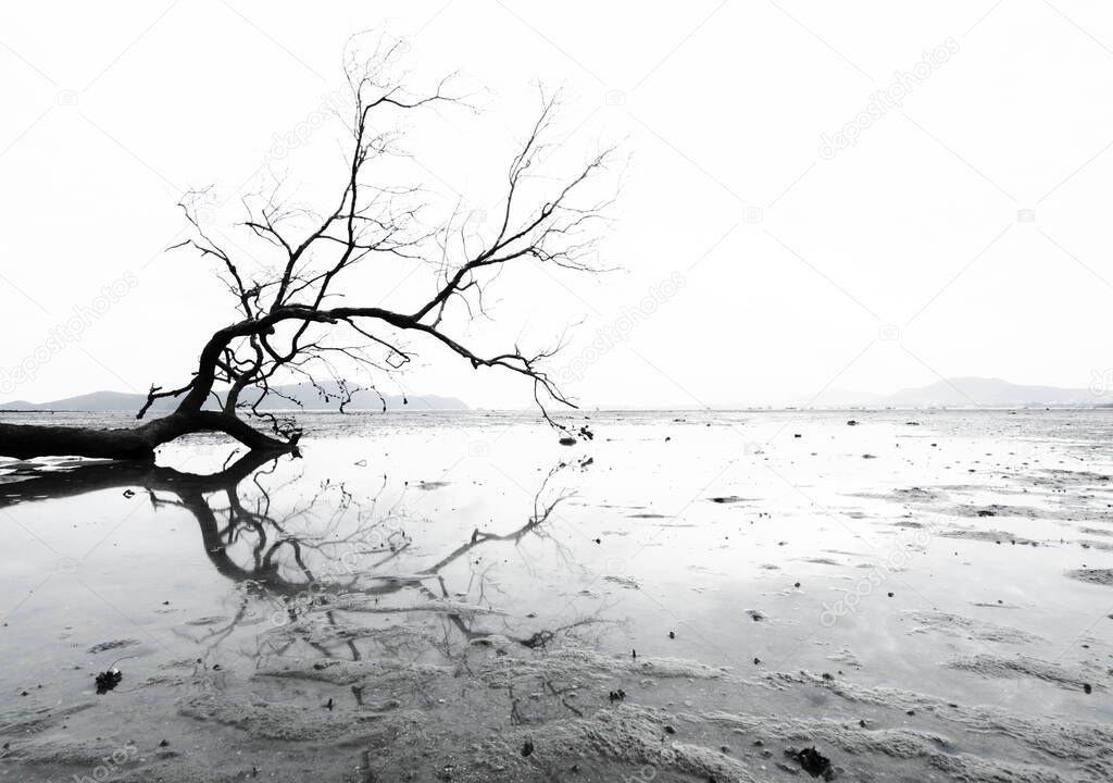 dead tree dry on beach refect with water 