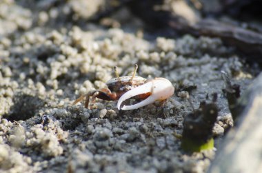 Çamurdaki fildder yengeci mangrov ormanının yanında. 