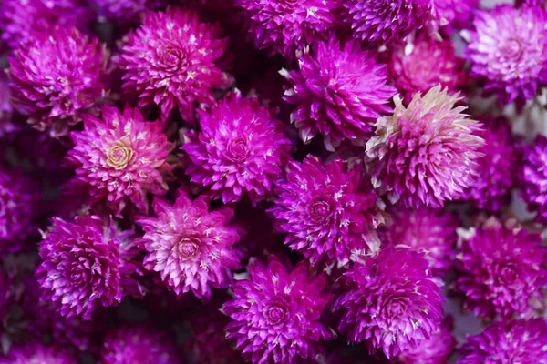 Rosa Amaranth Nahaufnahme Stil Makro Textur Blume — Stockfoto