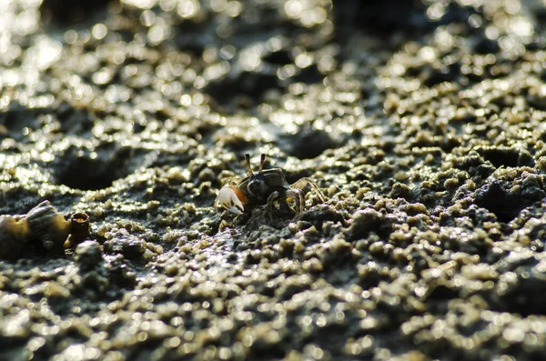 Fildder Crab Mud Hold Biside Mangrove Forest — Stock Photo, Image