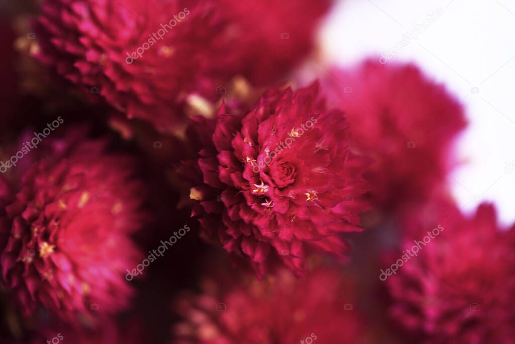 pink amaranth close up style macro texture flower 