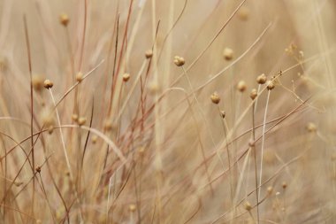 çimenler pembe kuruyor, küçük beyaz kuru çiçeklerle parkı güzelleştiriyor.
