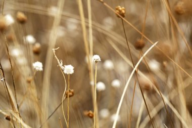 çimenler pembe kuruyor, küçük beyaz kuru çiçeklerle parkı güzelleştiriyor.