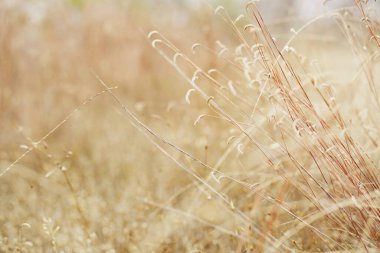 çimenler pembe kuruyor, küçük beyaz kuru çiçeklerle parkı güzelleştiriyor.