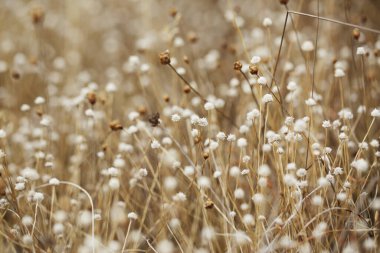çimenler pembe kuruyor, küçük beyaz kuru çiçeklerle parkı güzelleştiriyor.