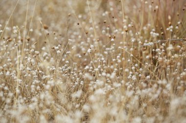 çimenler pembe kuruyor, küçük beyaz kuru çiçeklerle parkı güzelleştiriyor.