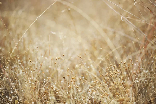 Gras Ingediend Roze Drogen Met Kleine Witte Droge Bloem Maken — Stockfoto