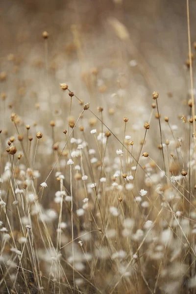 çimenler pembe kuruyor, küçük beyaz kuru çiçeklerle parkı güzelleştiriyor.
