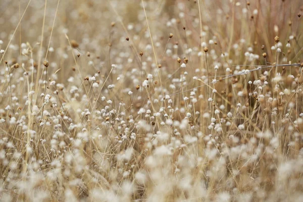 çimenler pembe kuruyor, küçük beyaz kuru çiçeklerle parkı güzelleştiriyor.