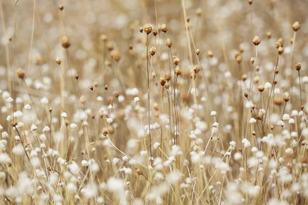 Hierba Presentada Rosa Secado Con Pequeña Flor Seca Blanca Hacer — Foto de Stock