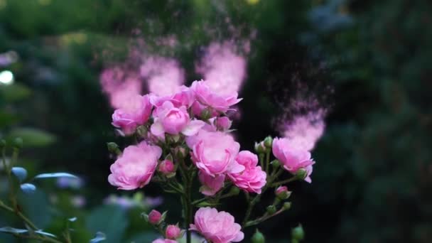 Flor Mágica Fantasia 4Ksonho Com Rosas Emitindo Lançando Partículas Míticas — Vídeo de Stock