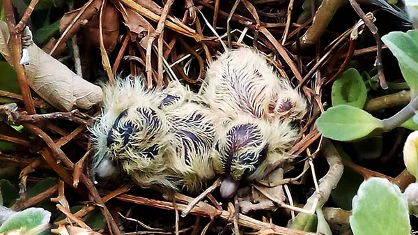 Dwa Małe Ptaki Noworodka — Zdjęcie stockowe