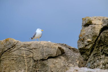 Atlantik Okyanusu 'ndaki kıyı manzarası