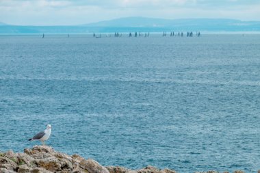 Atlantik Okyanusu 'ndaki kıyı manzarası