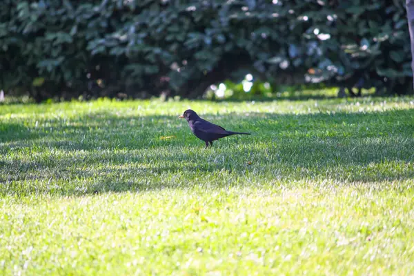 Oiseau Noir Dans Herbe — Photo