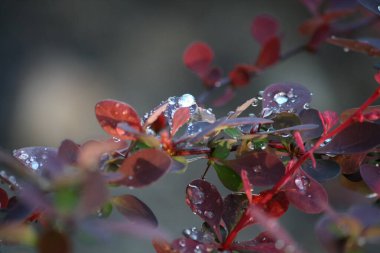 Parkta renkli bahar çiçekleri