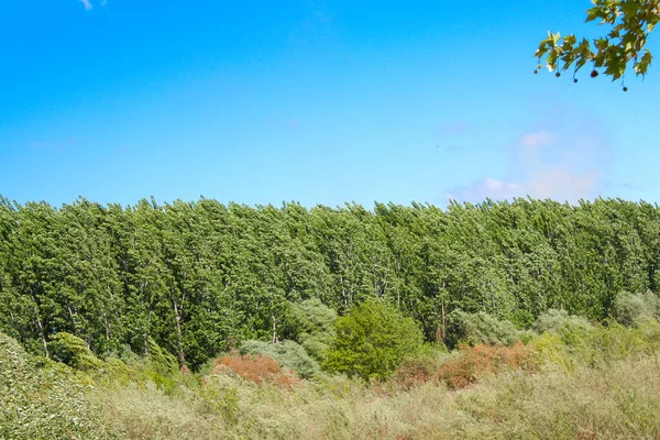 Madrid 'in dışında baharda orman